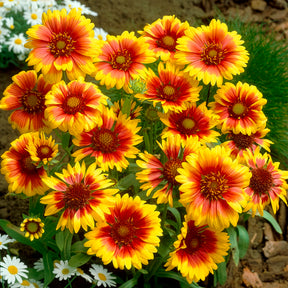 Fleurs vivaces - Collection de 6 Marguerites colorées - Rudbeckia Cherry Brandy, Gaillardia Kobold, Leucanthemum Banana Cream