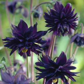 Ancolie - Ancolie des jardins Black Barlow - Aquilegia vulgaris Black Barlow