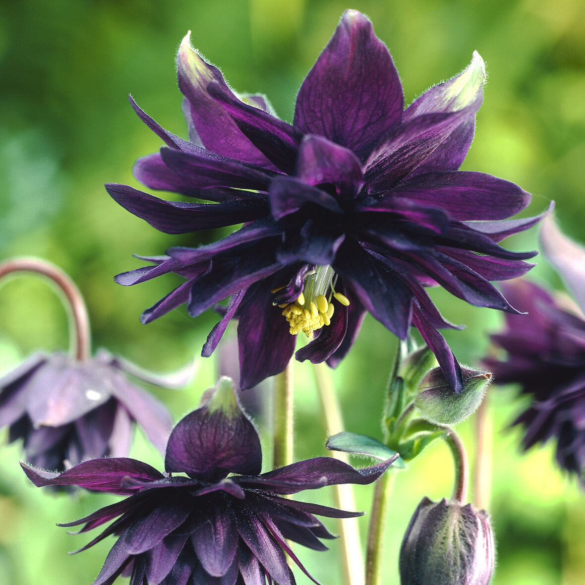 Vente Ancolie des jardins Black Barlow - Aquilegia vulgaris Black Barlow