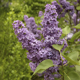 Lilas double lilas - Willemse