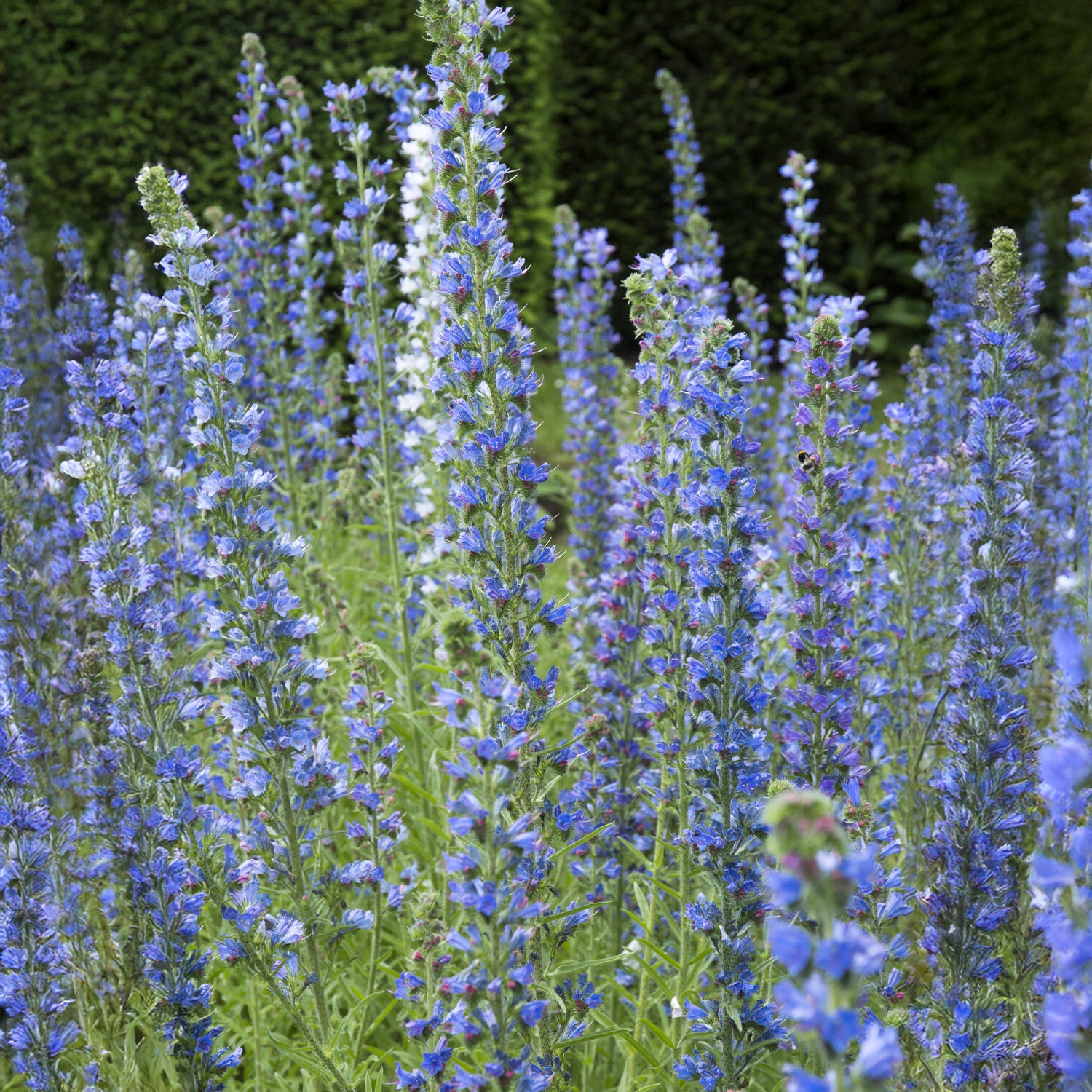 Echium vulgare - Echium vulgare - Vipérine commune - Fleurs vivaces