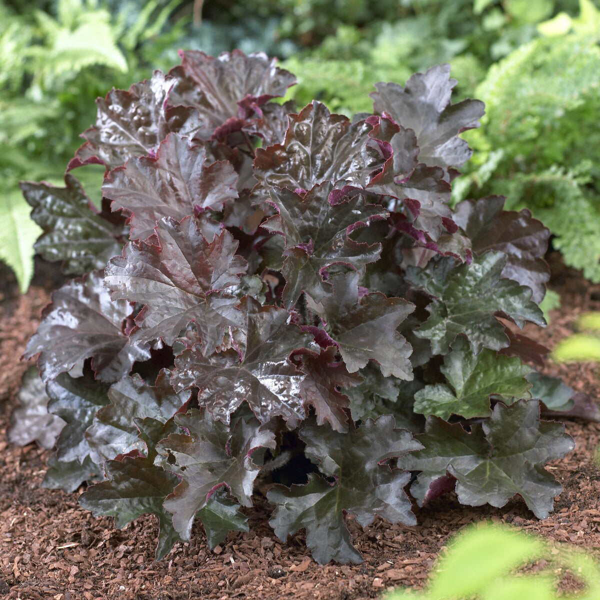 Heuchères - Heuchère Palace Purple - Heuchera micrantha Palace Purple