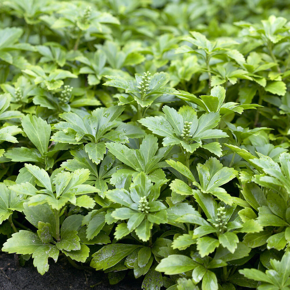 Pachysandre - Pachysandre - Pachysandra terminalis
