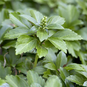 Vente Pachysandre - Pachysandra terminalis