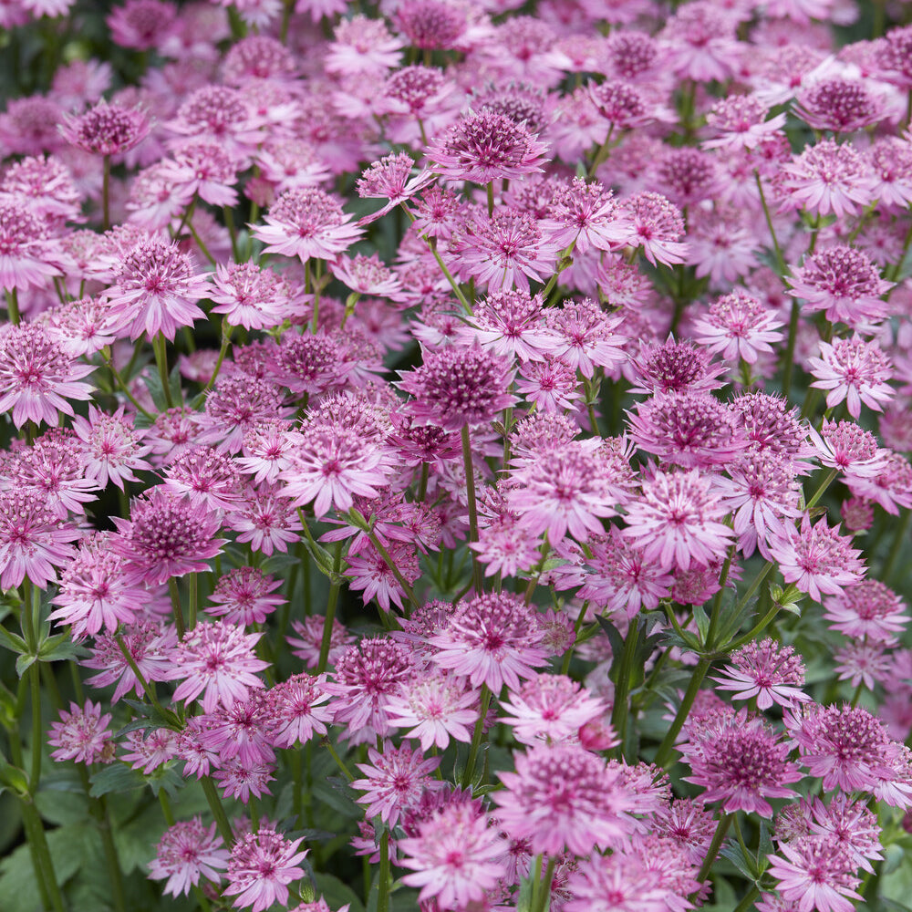 Vente Grande astrance Roma - Astrantia major Roma