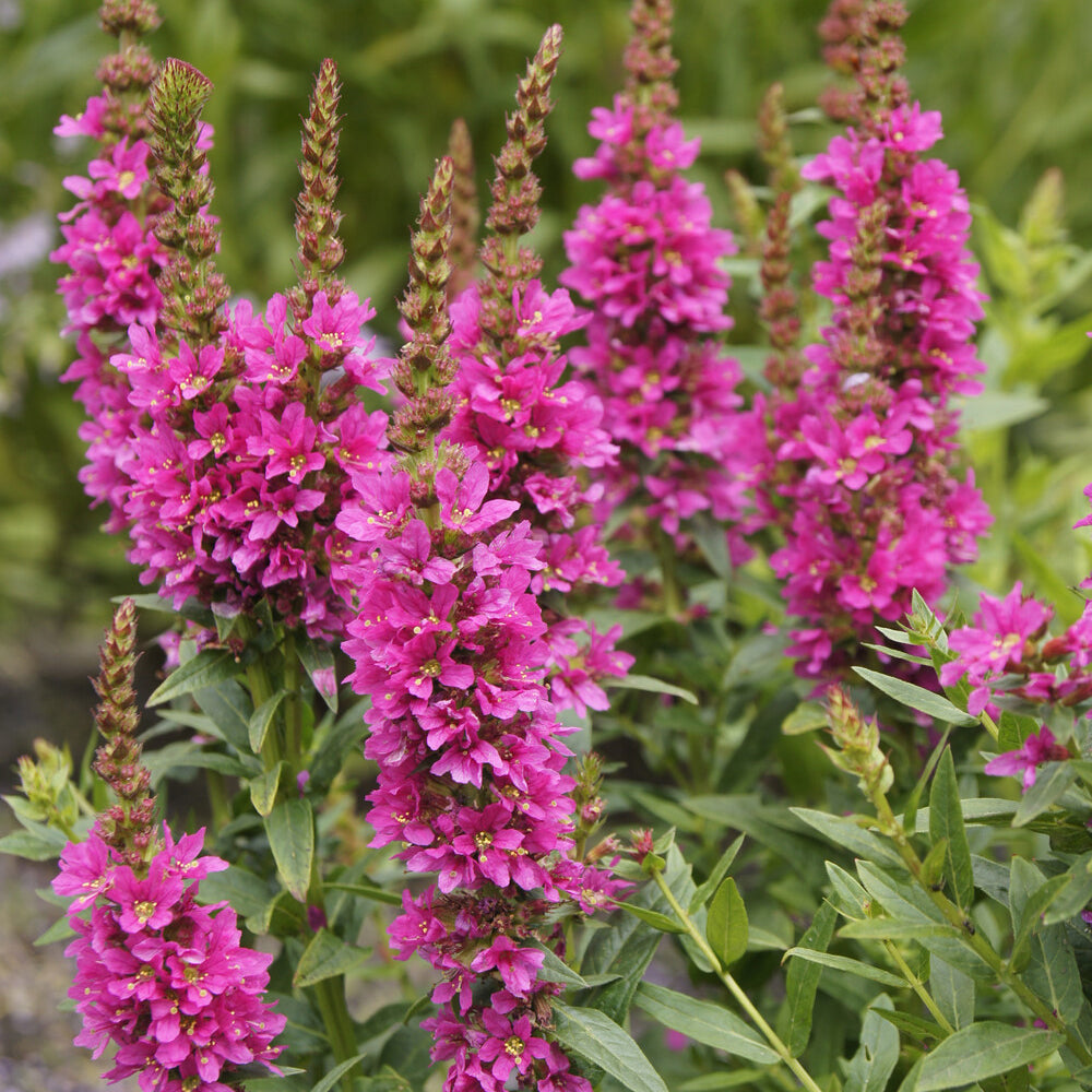 Lythrum salicaria Robert - Salicaire commune Robert - Salicaire