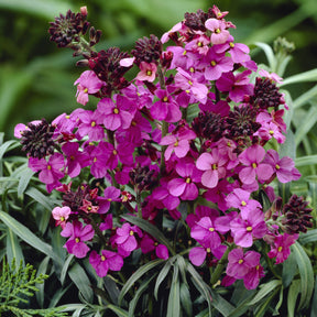 Vente Giroflée arbustive Bowles Mauve