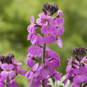Erysimum linifolium Bowles Mauve - Giroflée arbustive Bowles Mauve - Giroflée