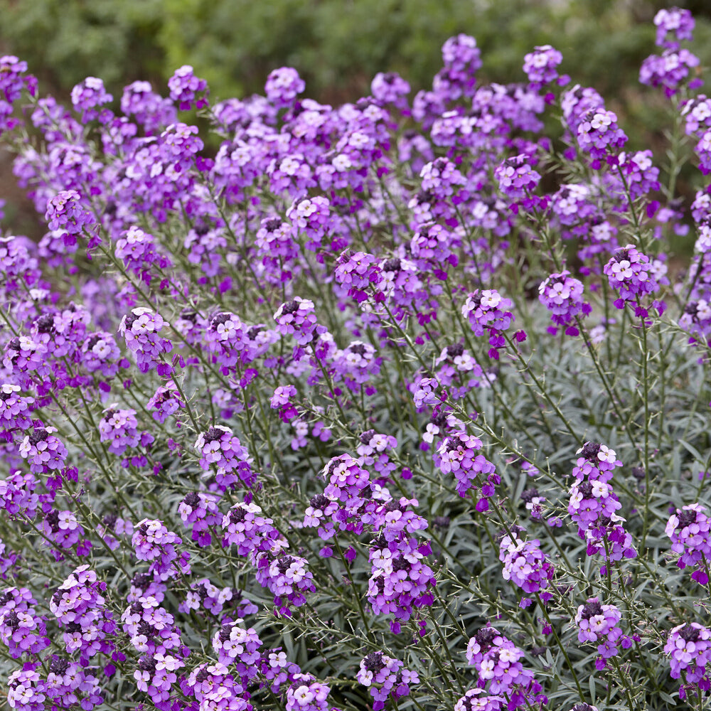 Giroflée arbustive Bowles Mauve - Giroflée - Willemse