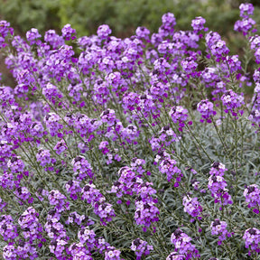 Giroflée arbustive Bowles Mauve - Giroflée - Willemse