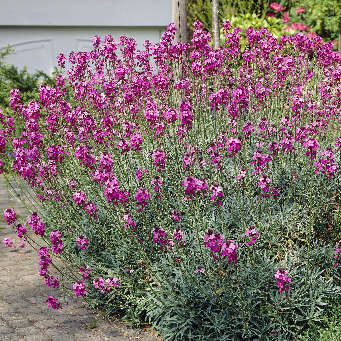 Giroflée arbustive Bowles Mauve - Willemse