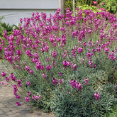 Giroflée arbustive Bowles Mauve - Willemse