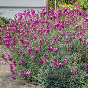 Giroflée arbustive Bowles Mauve - Willemse