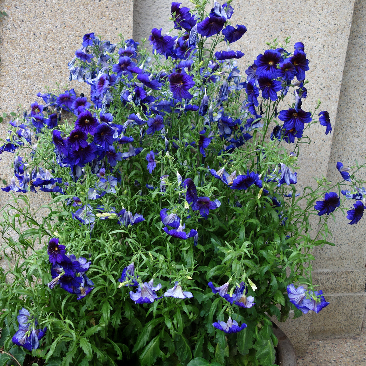 Salpiglossis Kew Blue - Willemse