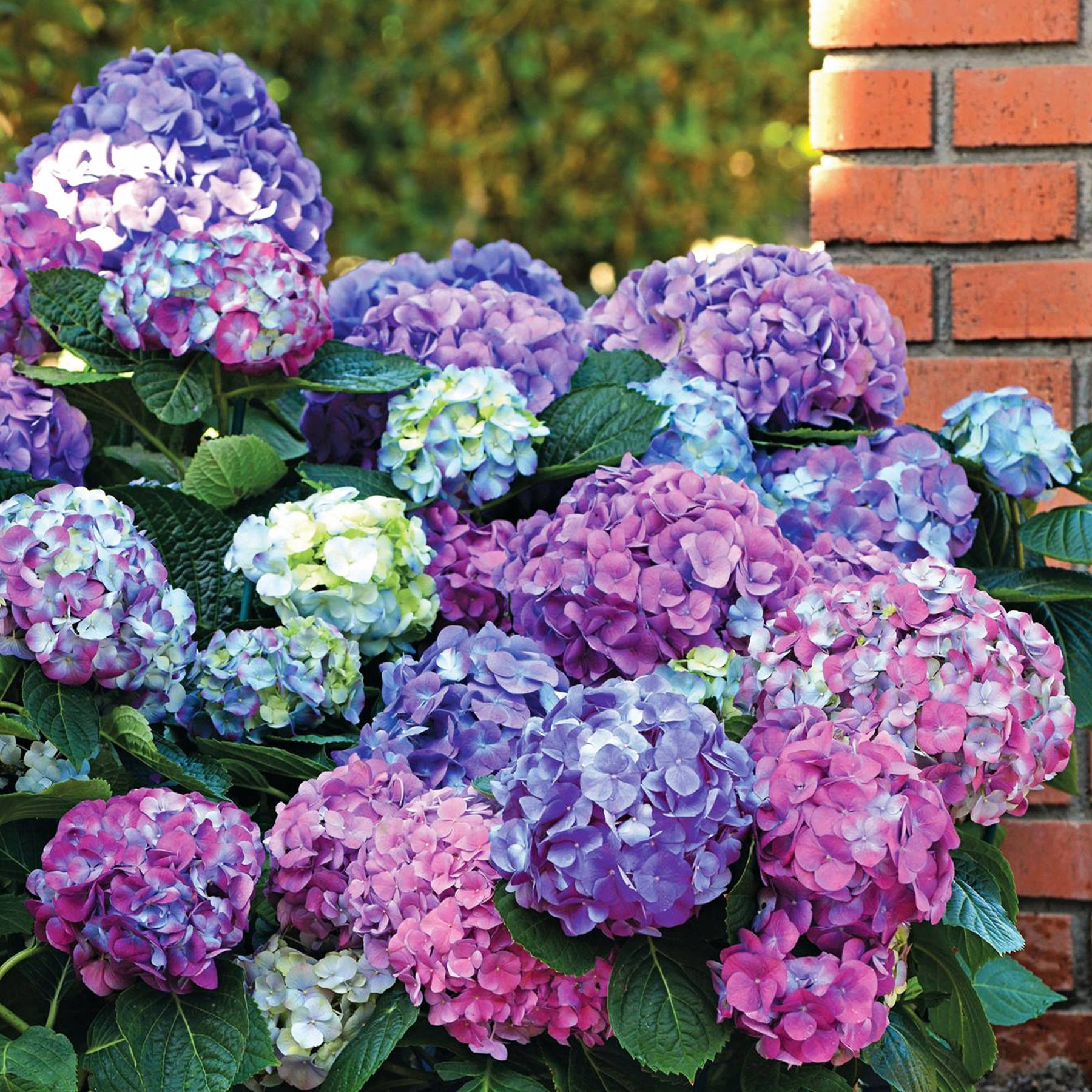 Hortensia à grandes feuilles - Hortensia tricolore - Hydrangea macrophylla