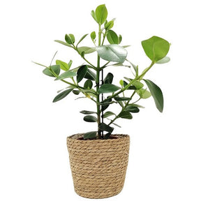 Panier - Basket Fenna -  - Willemse