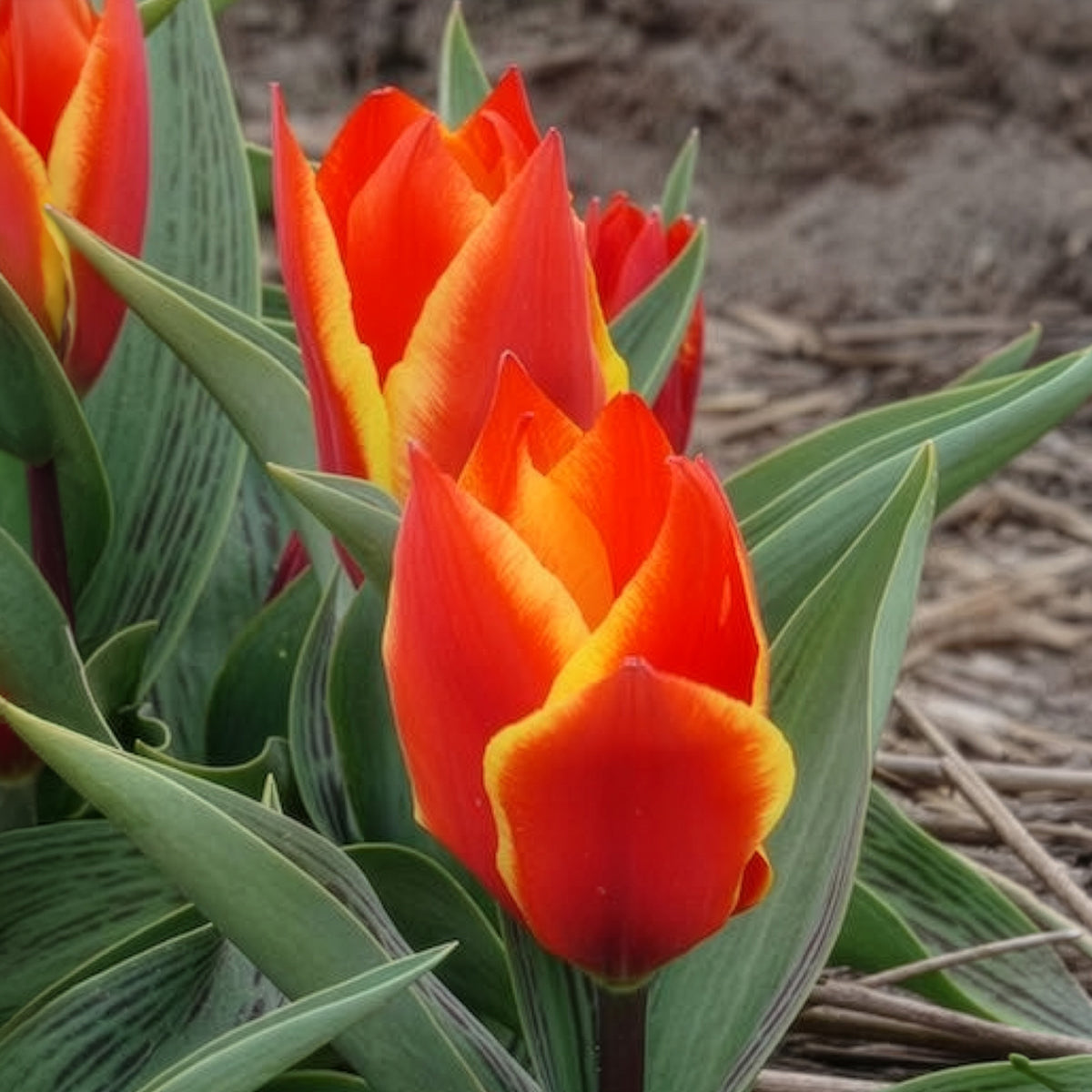 10 Tulipes botaniques Winnipeg - Willemse