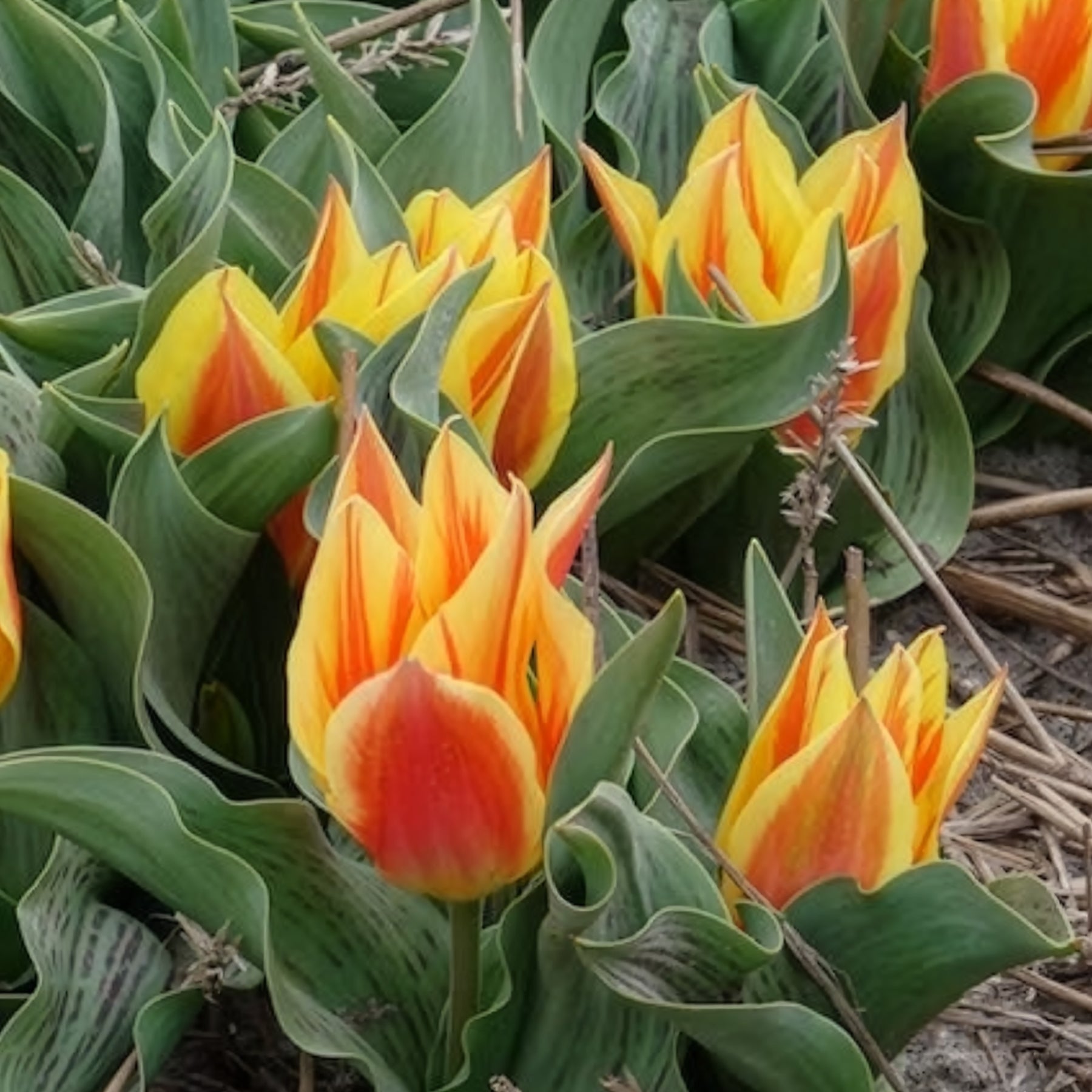 Tulipa Winnipeg - 10 Tulipes botaniques Winnipeg - Tulipe