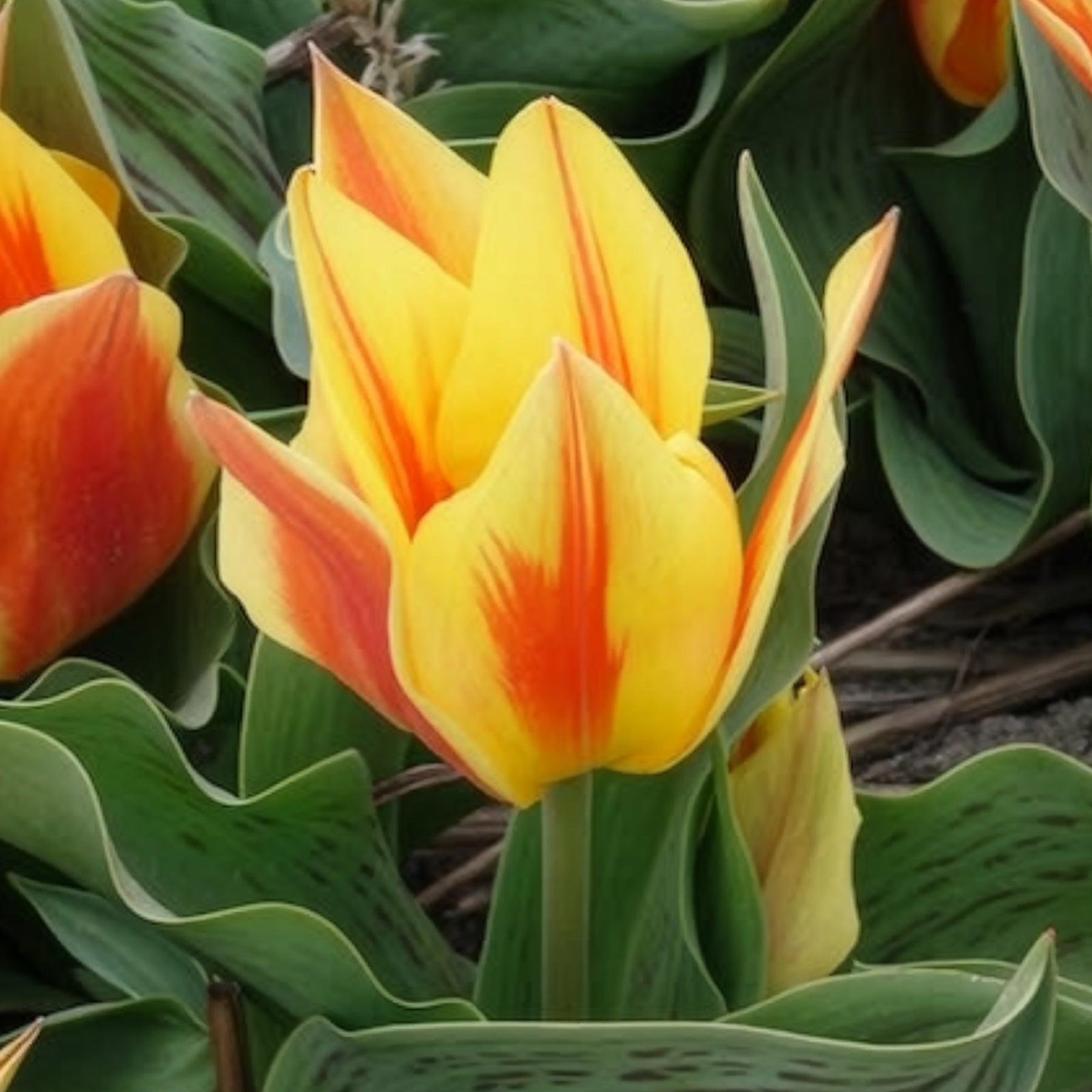 Tulipe - 10 Tulipes botaniques Winnipeg - Tulipa Winnipeg