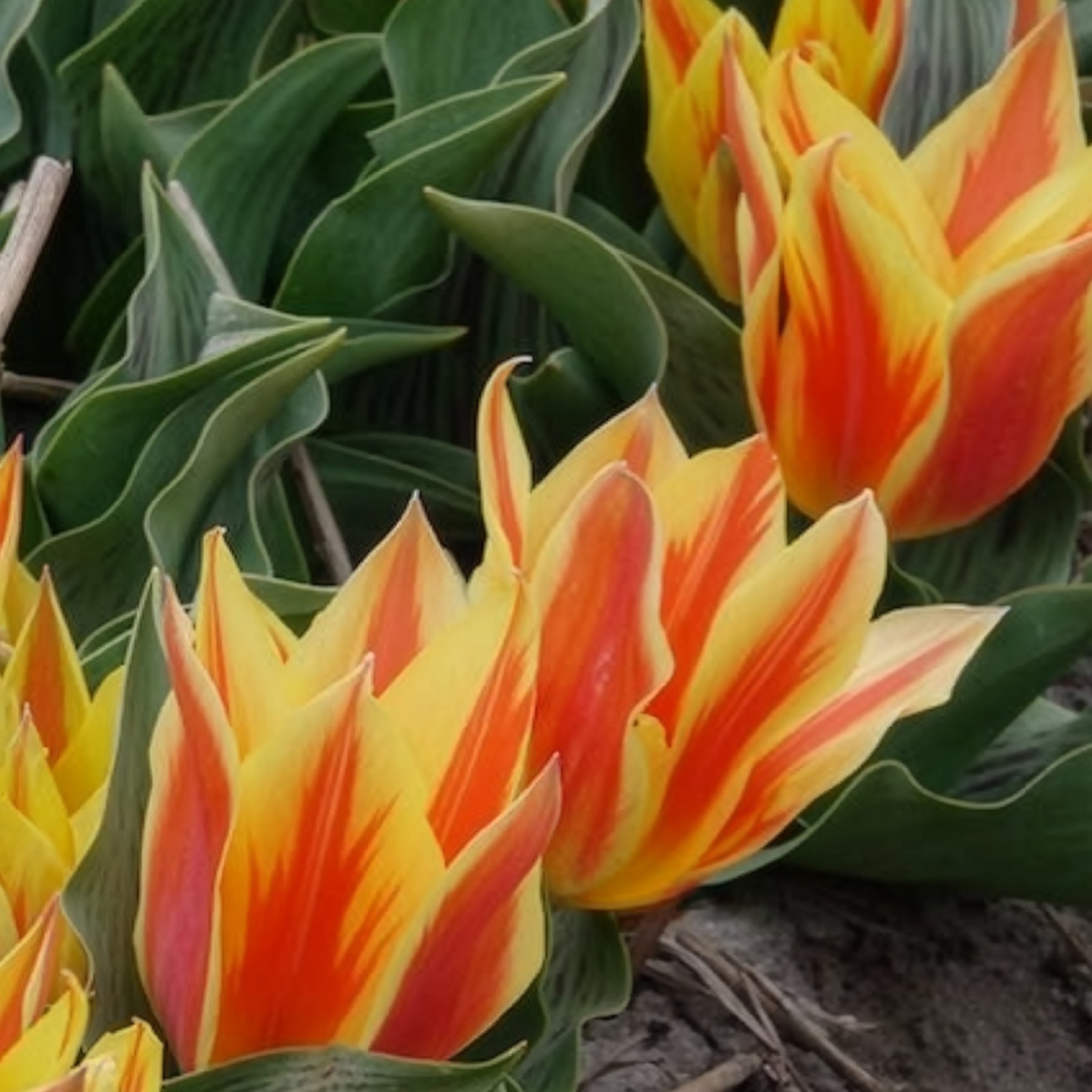 Vente 10 Tulipes botaniques Winnipeg