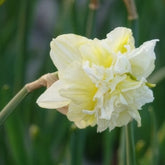 10 Narcisses à fleurs doubles Obdam - Willemse