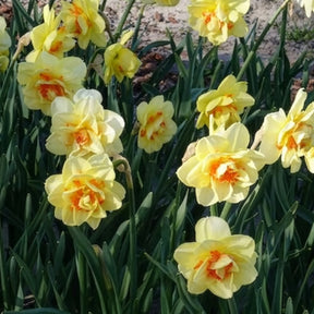 Narcissus Tahiti - 10 Narcisses à fleurs doubles Tahiti - Narcisse