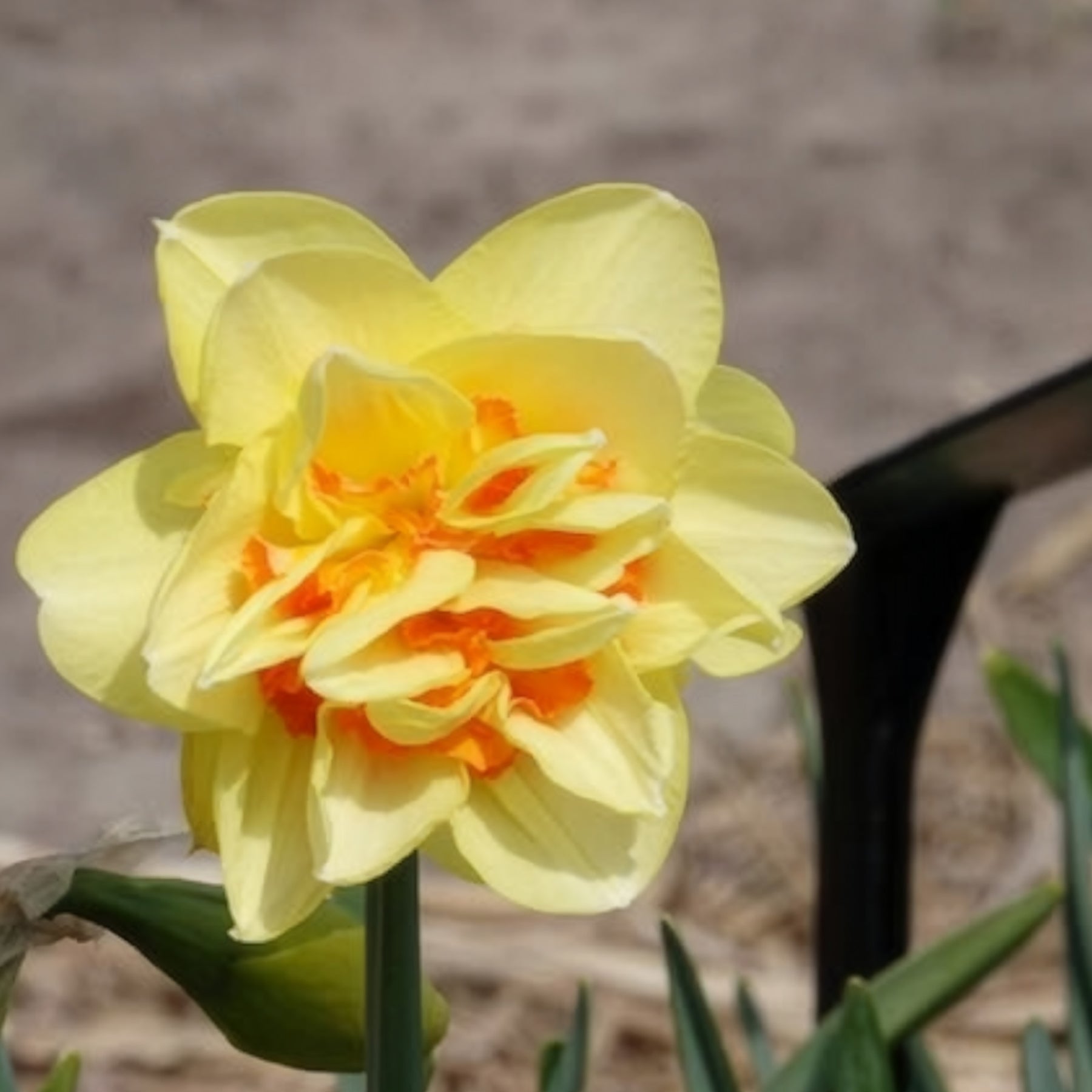 10 Narcisses à fleurs doubles Tahiti - Narcisse - Willemse