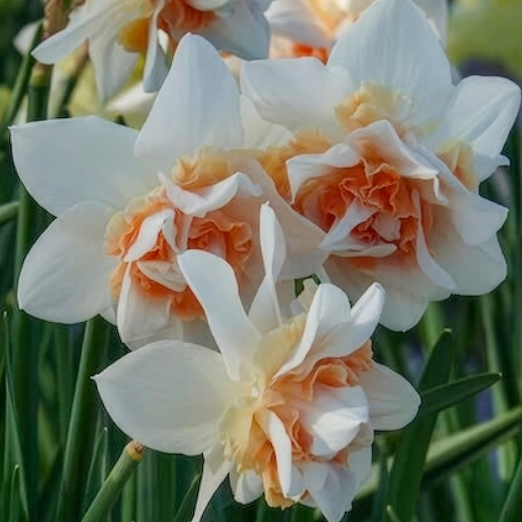 Narcisse - 10 Narcisses à fleurs doubles Replete - Narcissus replete