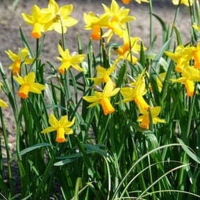 Vente 5 Mini-narcisses Jetfire