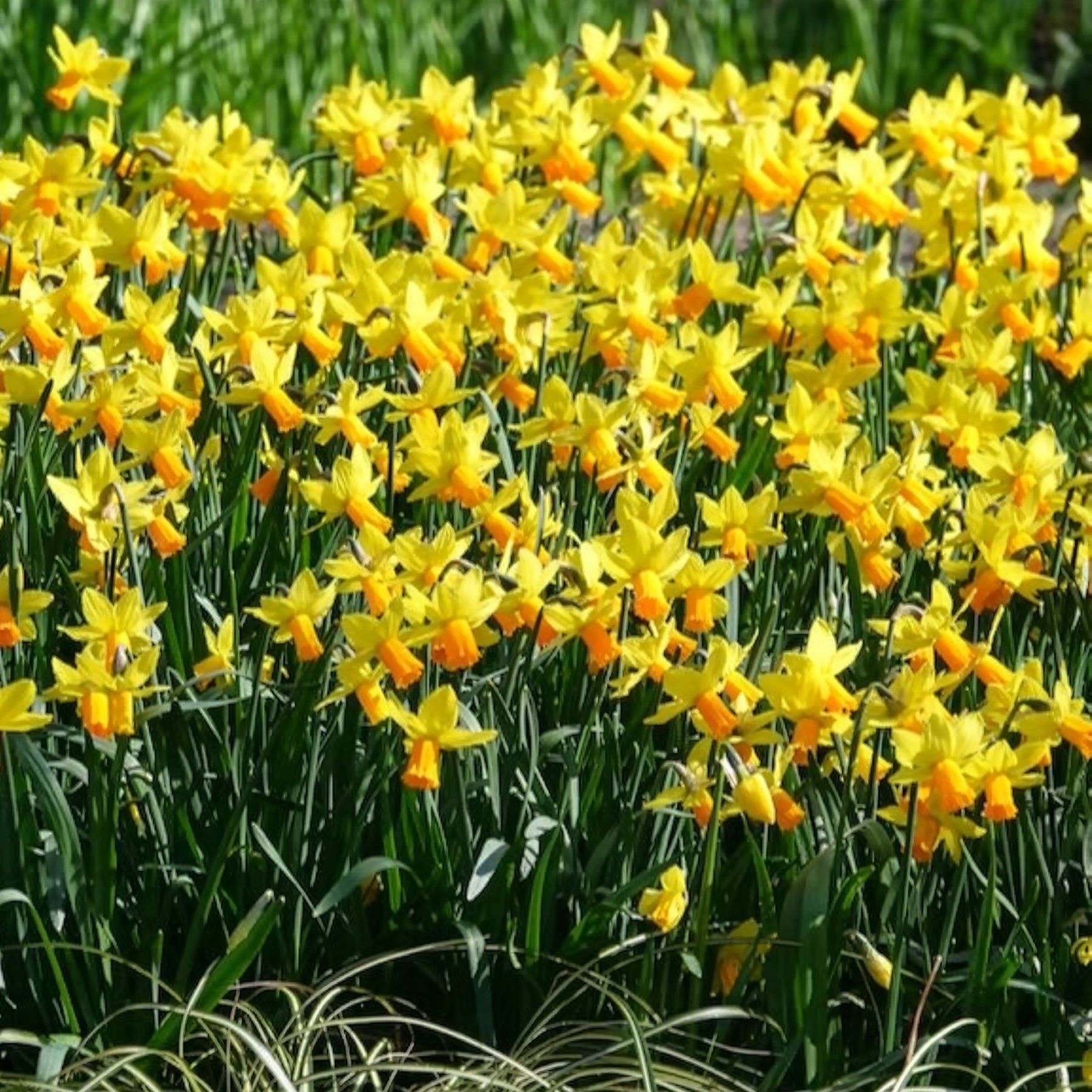5 Mini-narcisses Jetfire - Narcisse - Willemse