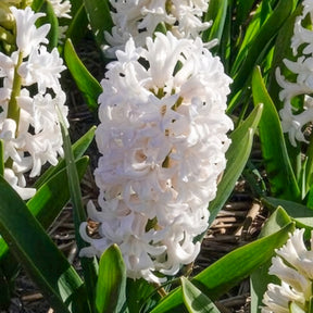 3 Jacinthes blanches - Hyacinthus orientalis - Willemse