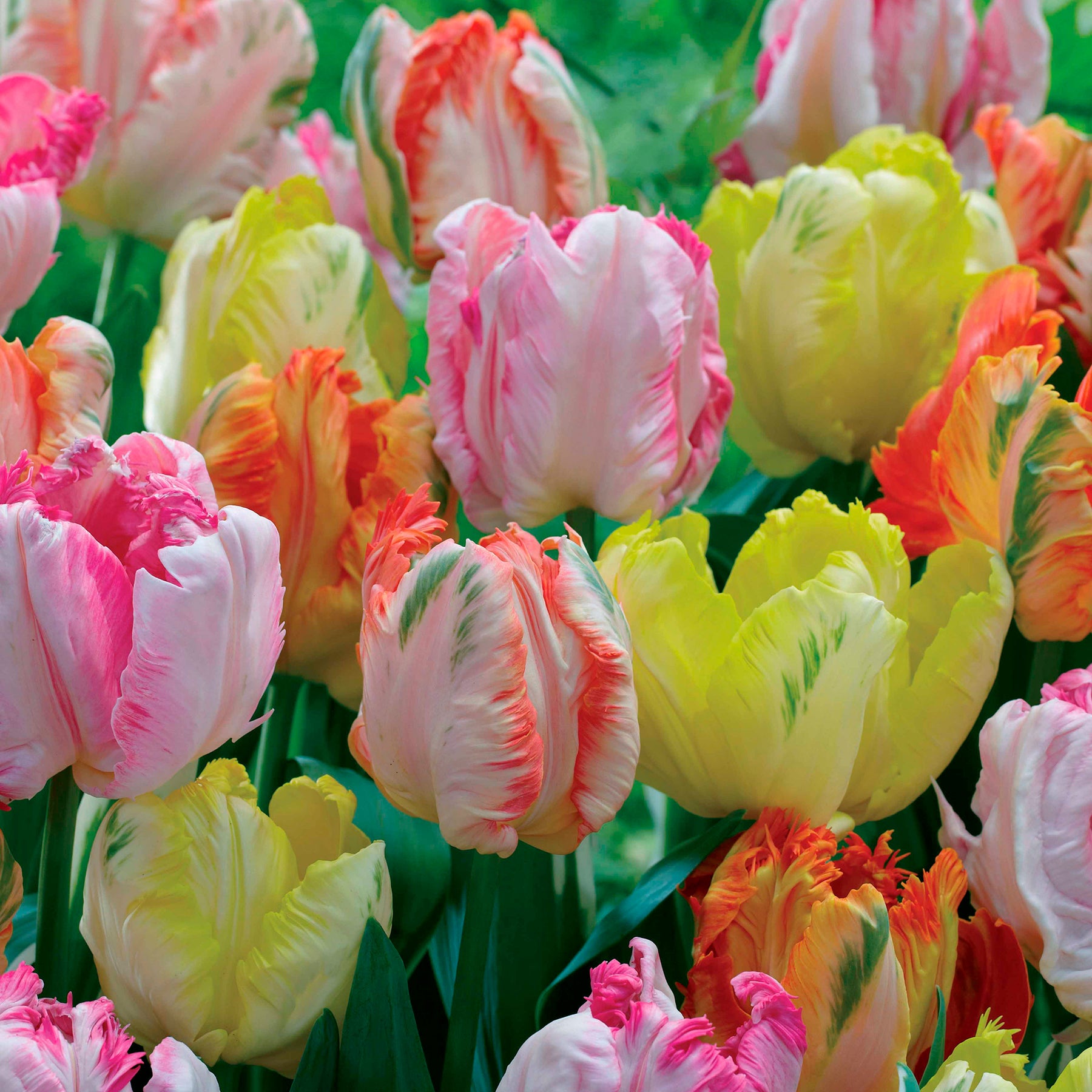 18 Tulipes perroquets pastel en mélange