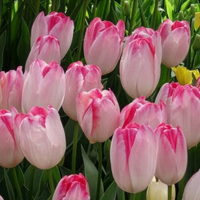 Vente 10 Tulipes Supri Erotic - Tulipa supri erotic