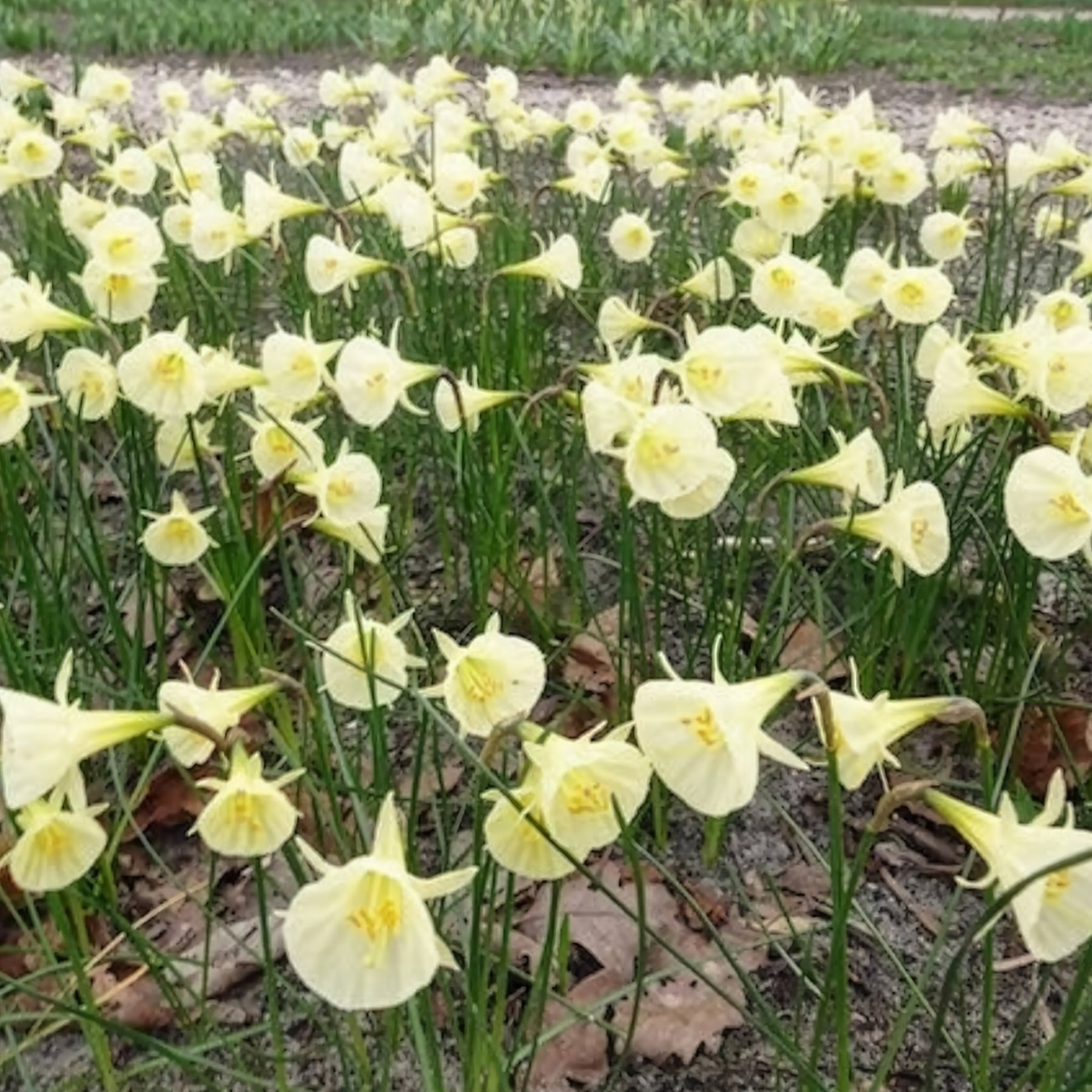 Narcisse - 10 Narcisses Artic Bells - Narcissus artic bells