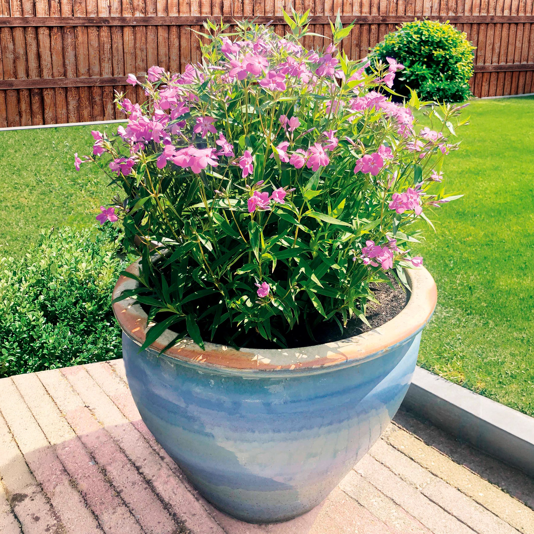 2 Phlox forever pink