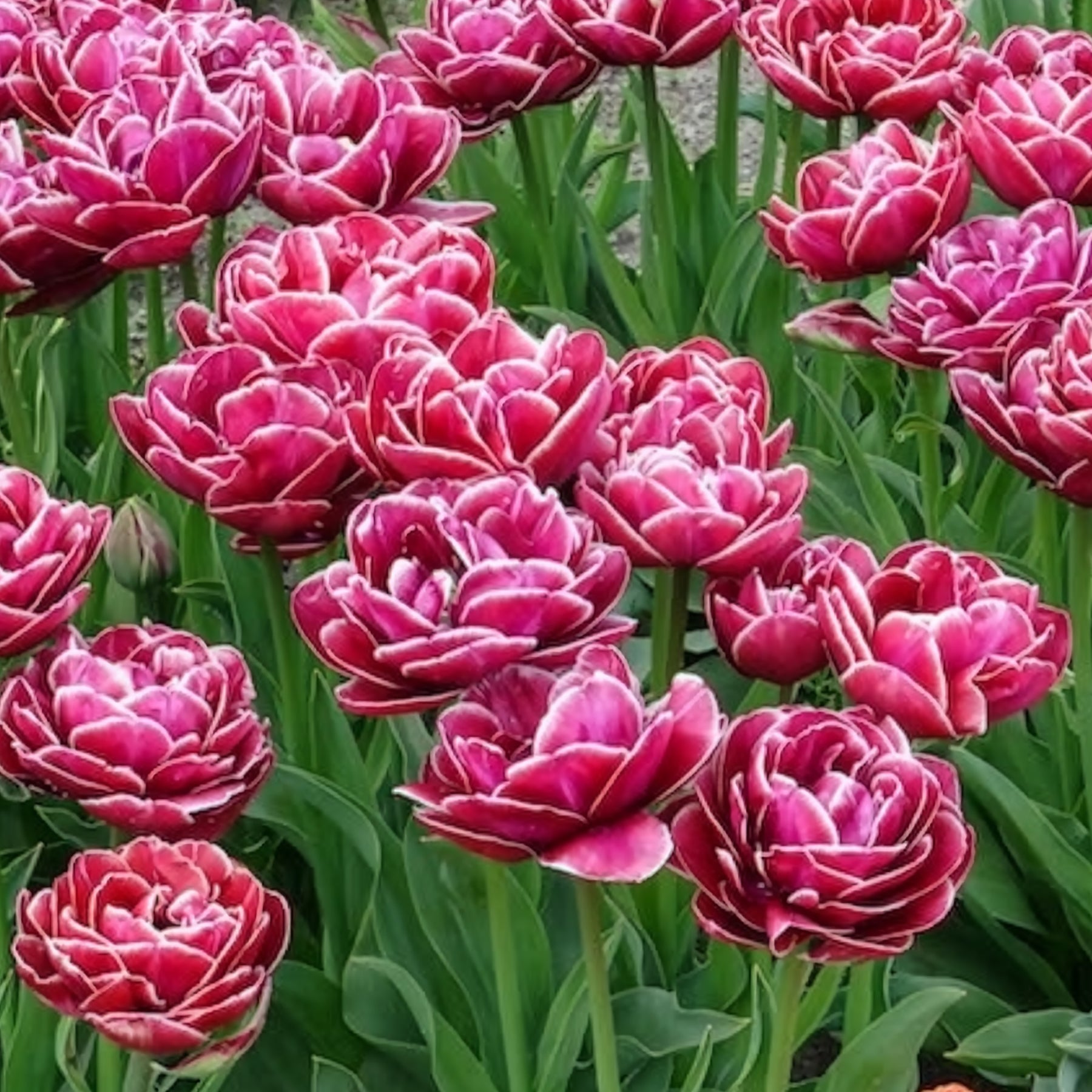 Vente Tulipa - 7 Tulipes à fleurs de pivoine Dream Touch