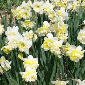 Vente 5 Narcisses Ice Kings