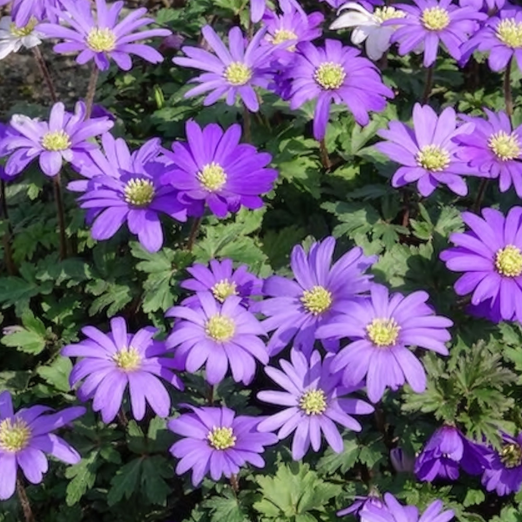 Vente 30 Anémones de Grèce Blue Shades - Anemone blanda Blue Shades