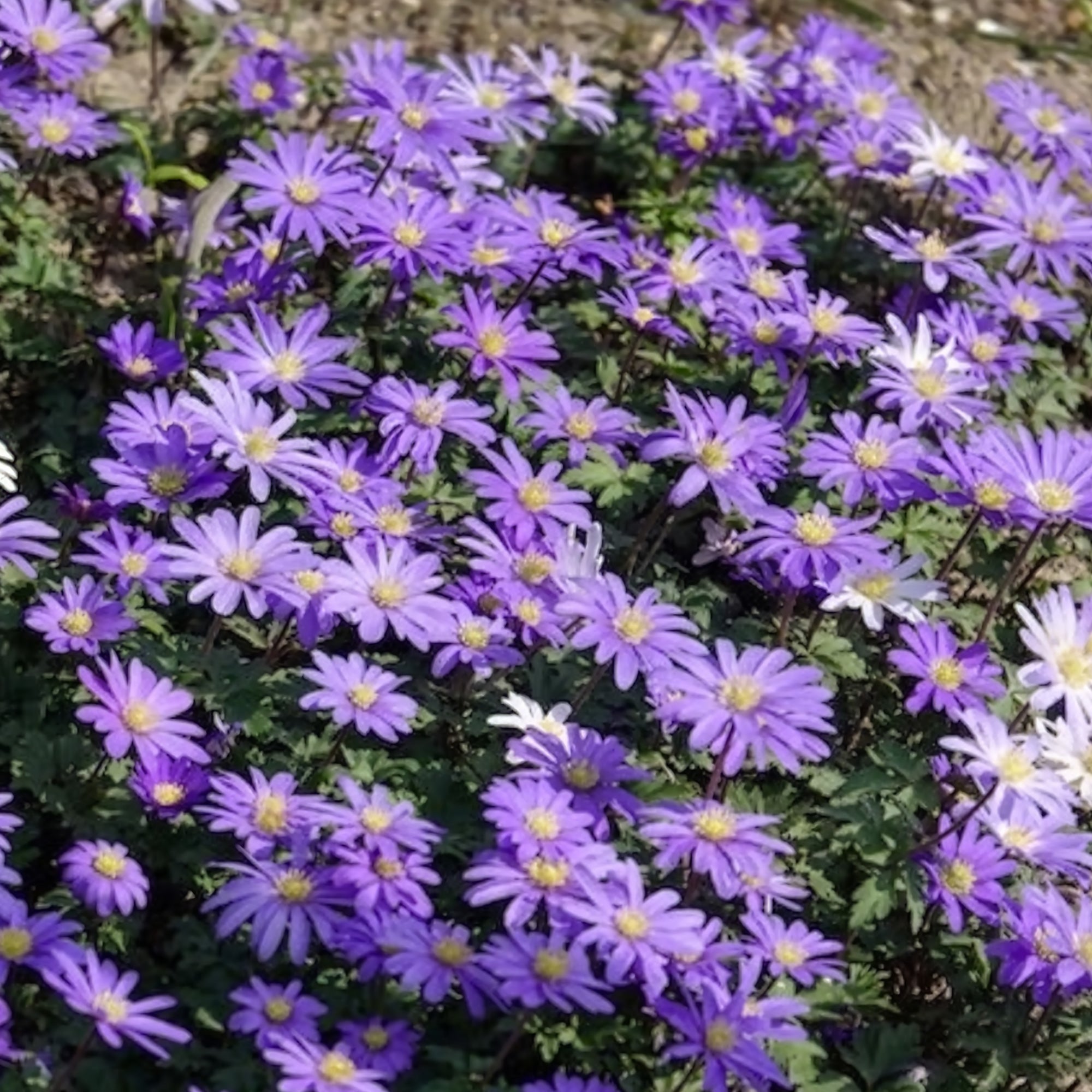 Vente 30 Anémones de Grèce Blue Shades
