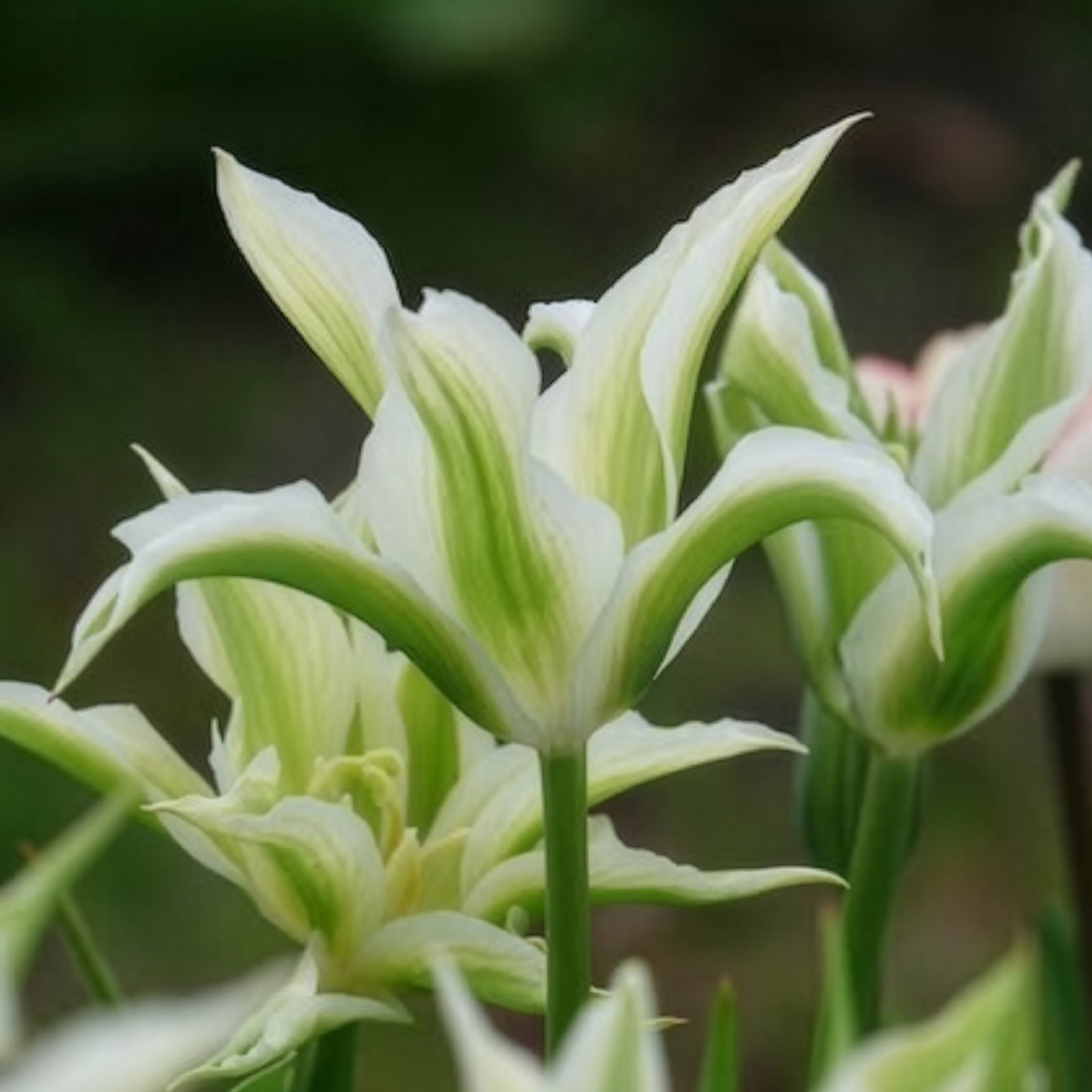 Vente Tulipa greenstar - 10 Tulipes à fleurs de lis Greenstar