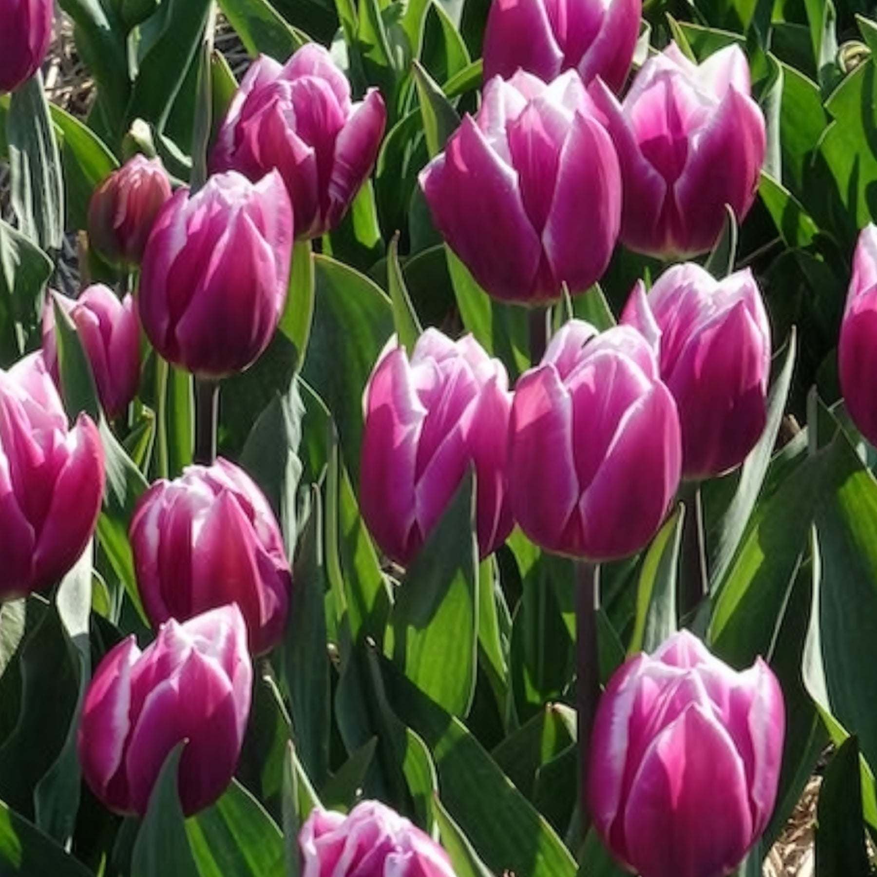 Tulipe - 10 Tulipes Triomphe Synaeda blue - Tulipa Synaeda Blue