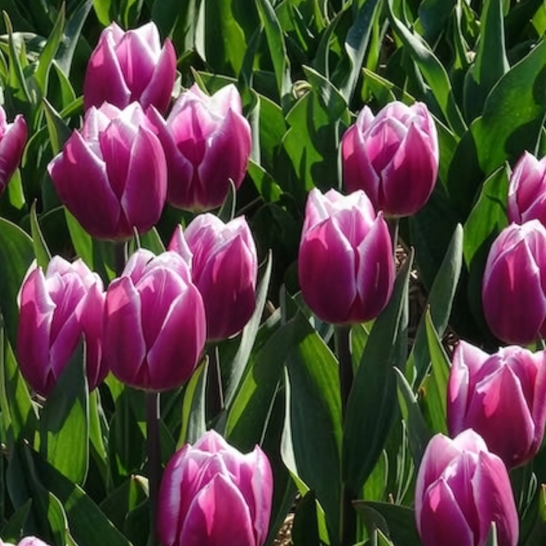 Vente 10 Tulipes Triomphe Synaeda blue - Tulipa Synaeda Blue
