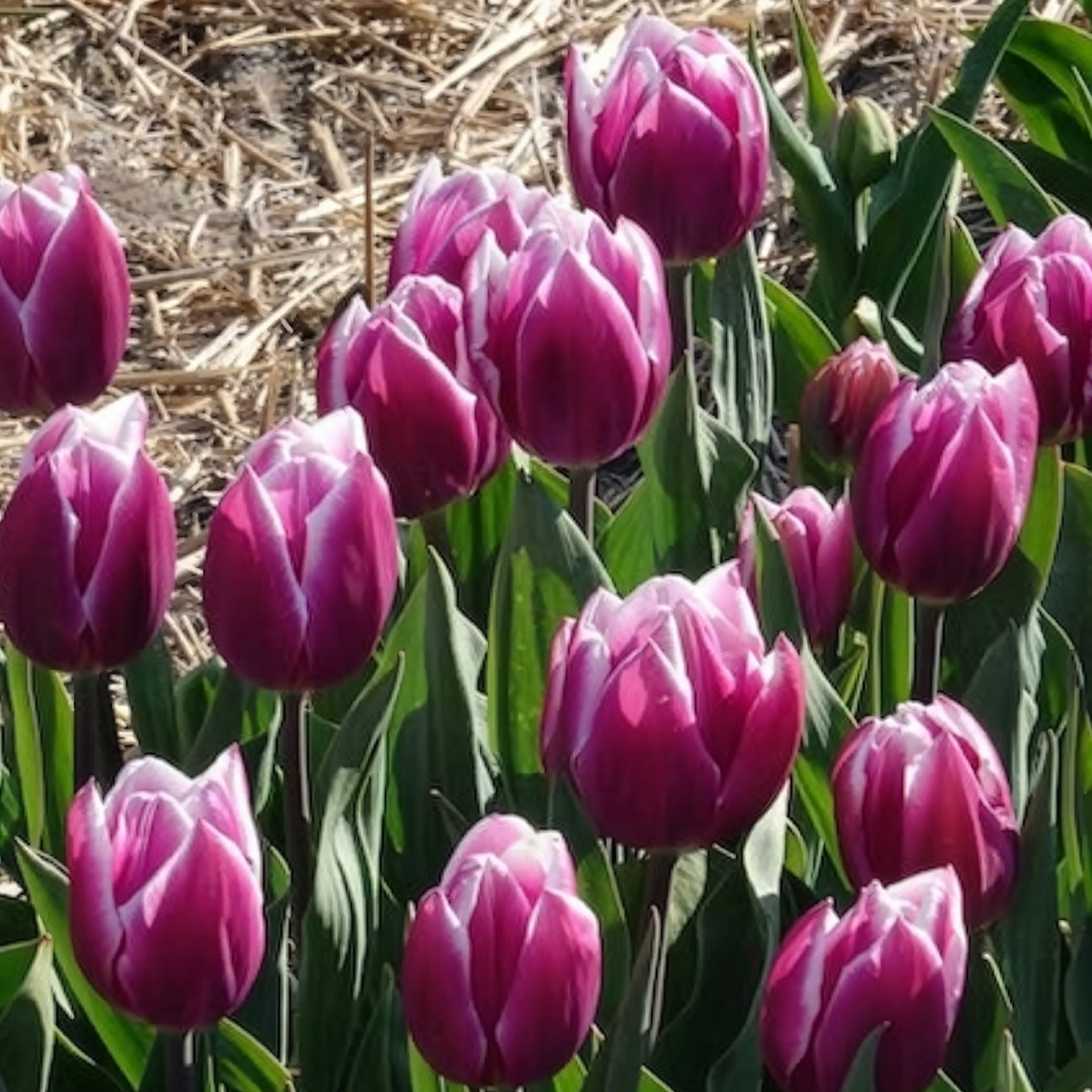 Vente 10 Tulipes Triomphe Synaeda blue - Tulipa Synaeda Blue