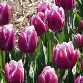 10 Tulipes Triomphe Synaeda blue - Tulipe - Willemse