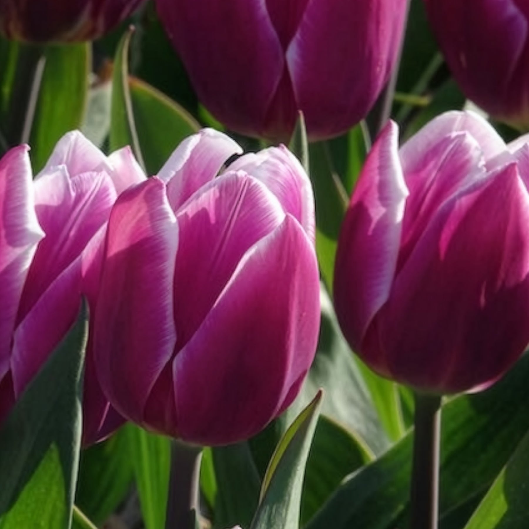 Vente 10 Tulipes Triomphe Synaeda blue - Tulipe