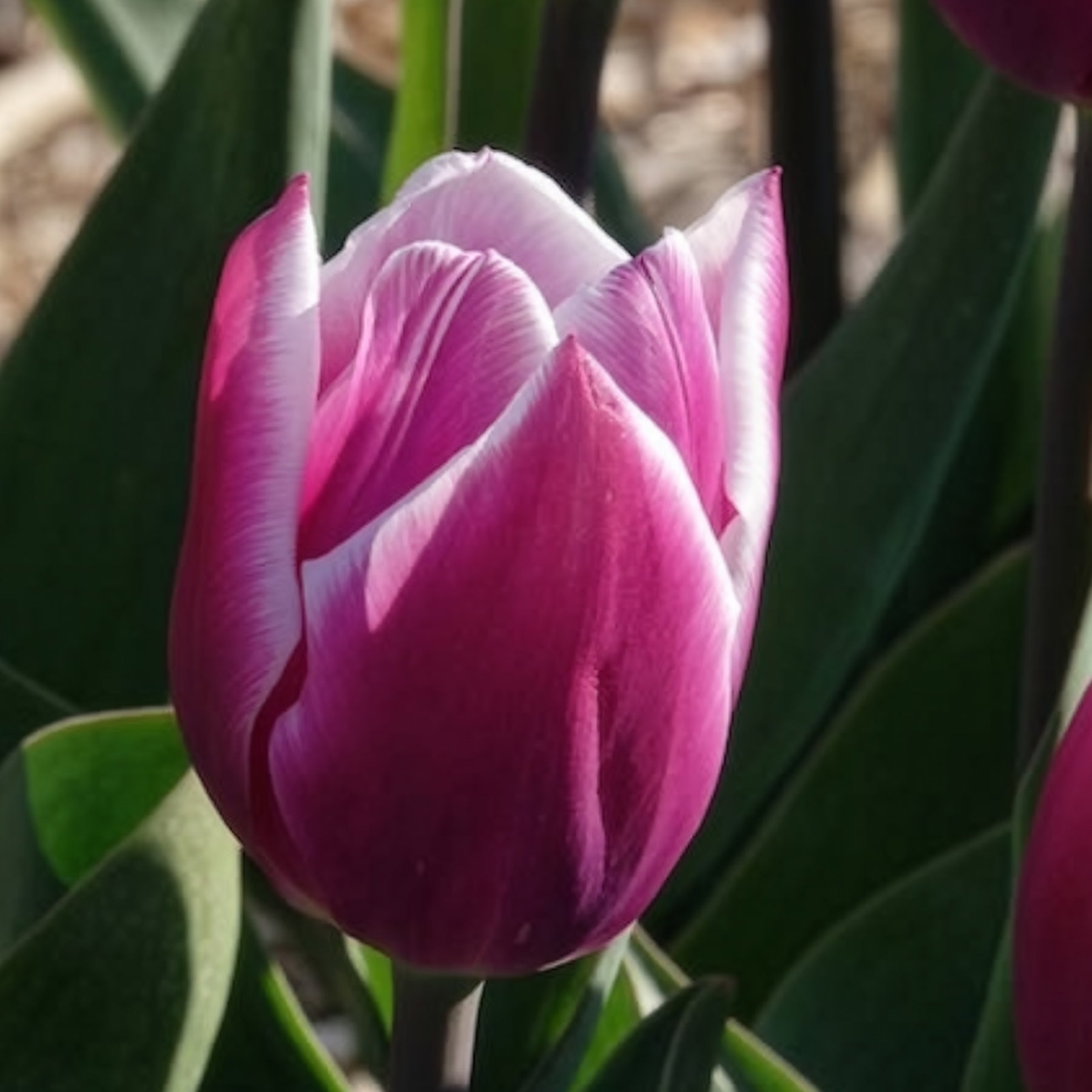 Vente 10 Tulipes Triomphe Synaeda blue - Tulipe