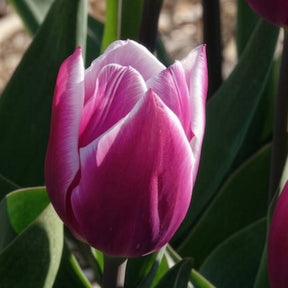 Vente 10 Tulipes Triomphe Synaeda blue - Tulipe