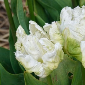 Vente 7 Tulipes perroquet White Parrot - Tulipa 'white parrot'
