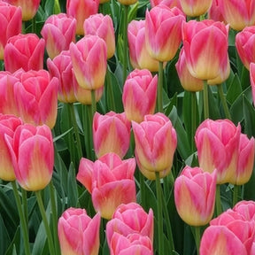 Tulipa 'tom pouce' - 7 Tulipes Triomphe Tom Pouce - Tulipe