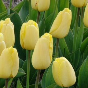 Vente 10 Tulipes Darwin Golden parade - Tulipa 'golden parade'